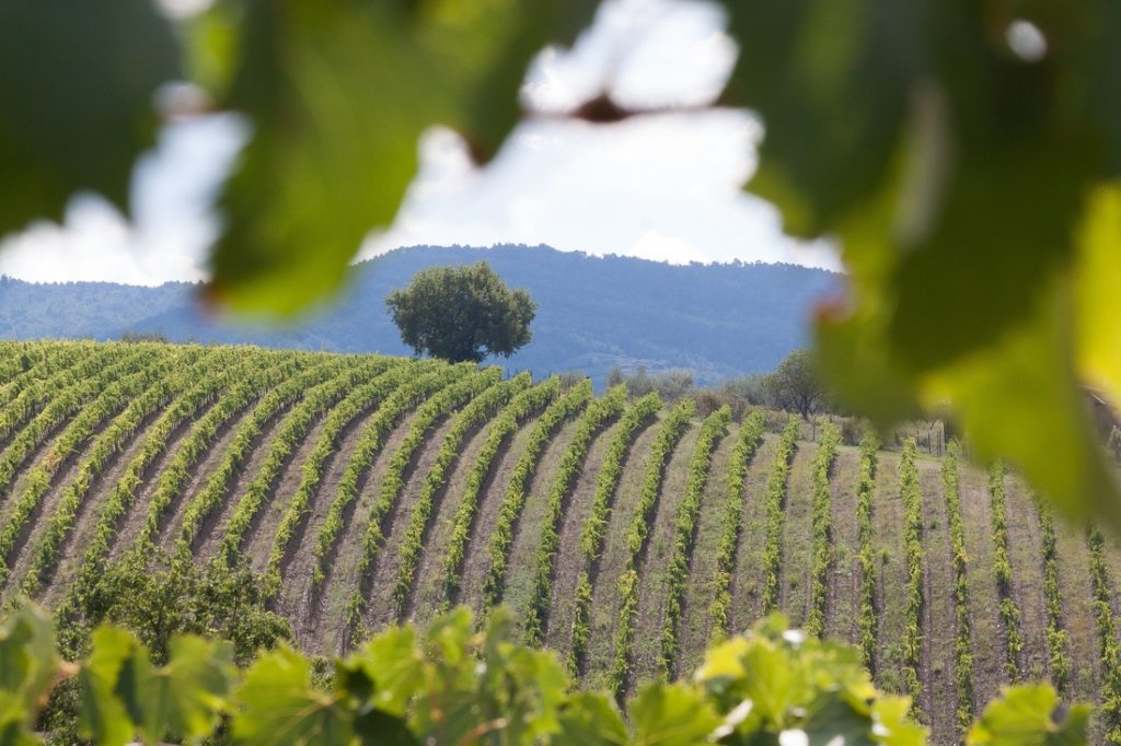 Tuscan Wine Vineyard