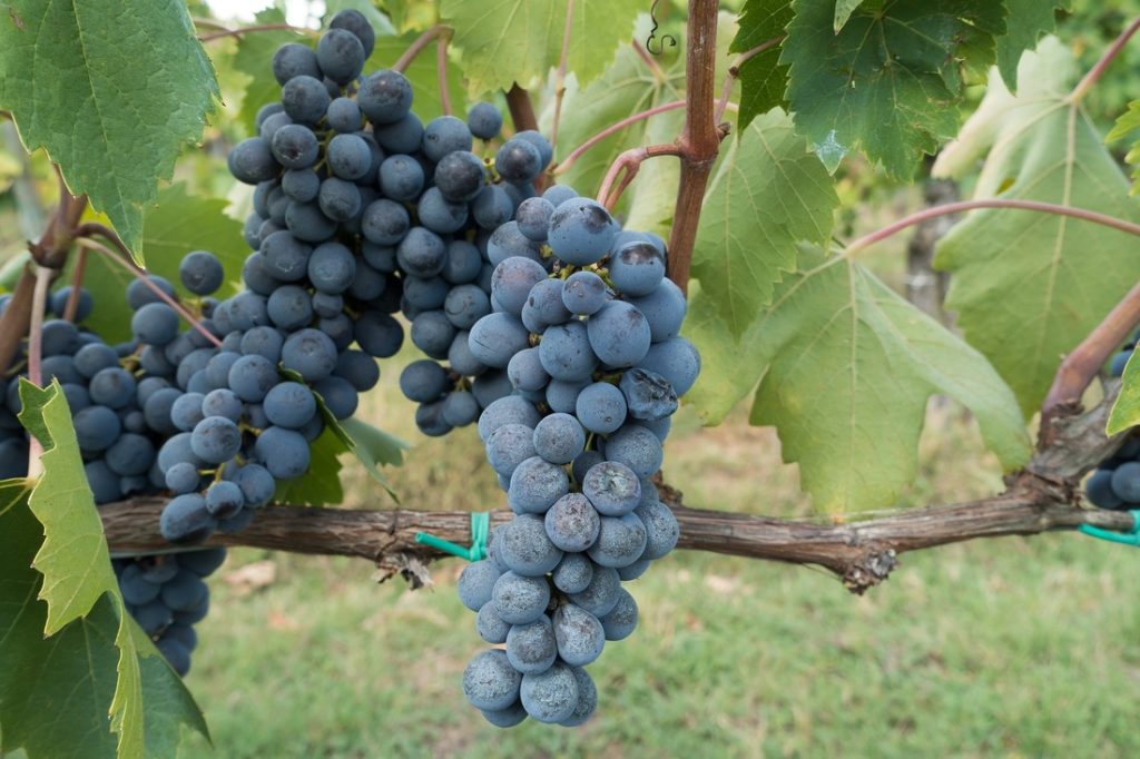 Wine Grapes Ripening In Tuscany