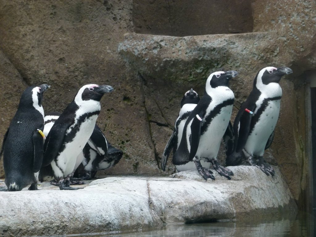 Experience African Penguins In Person