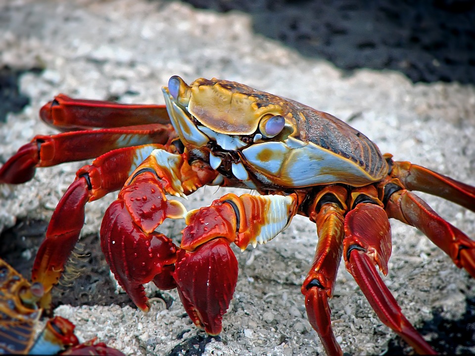 Galapagos Island Crabs