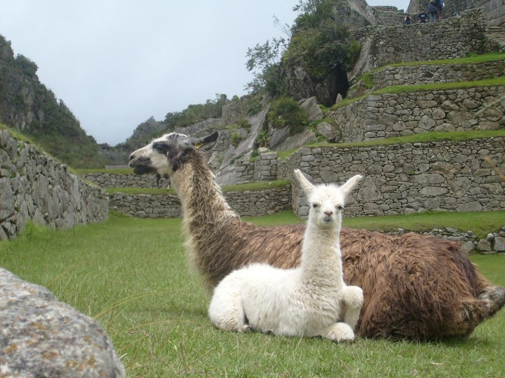 Lamas In Machu Picchu