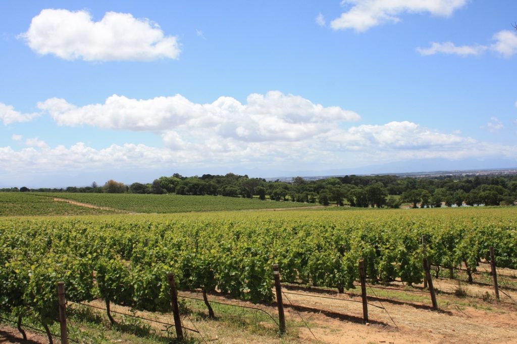 South African Vineyards Tours