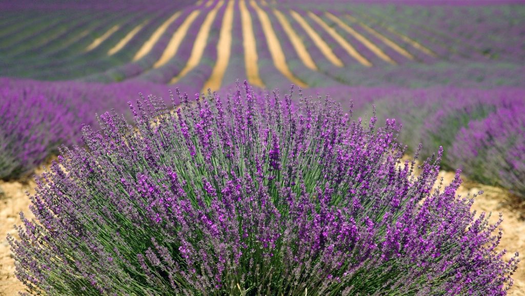 Southern France Lavender Field Tours